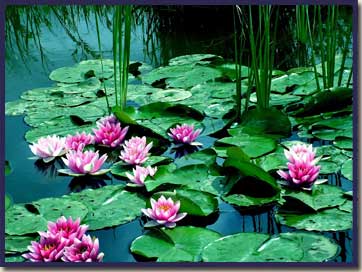 waterlilies_home_03.jpg